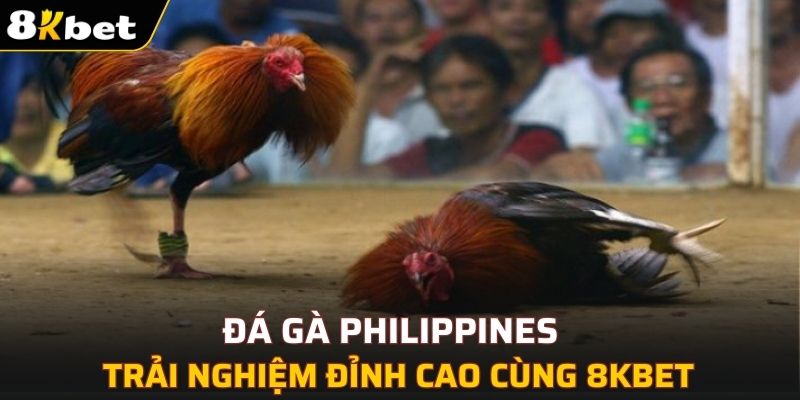 Đá Gà Philippines – Trải Nghiệm Đỉnh Cao Cùng 8KBET