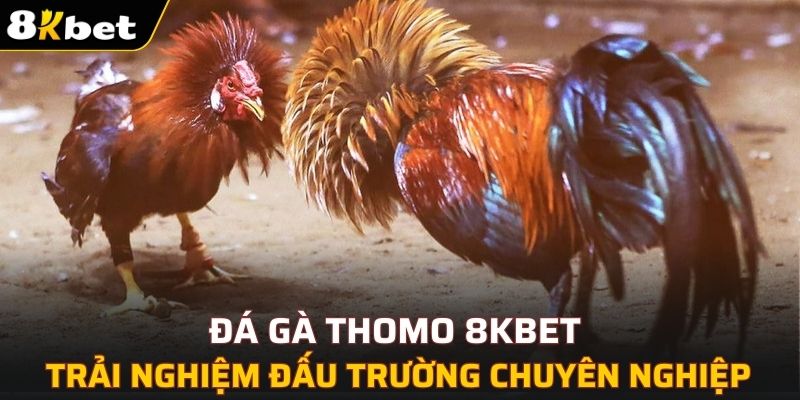 Đá Gà Thomo 8KBET - Trải Nghiệm Đấu Trường Chuyên Nghiệp