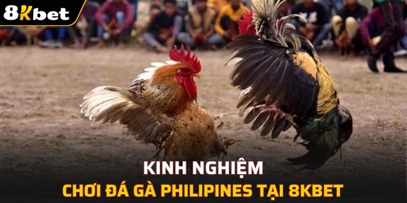 Một số mẹo khi tham gia đá gà Philippines tại 8KBET