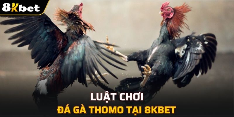 Luật chơi đá gà Thomo tại 8KBET