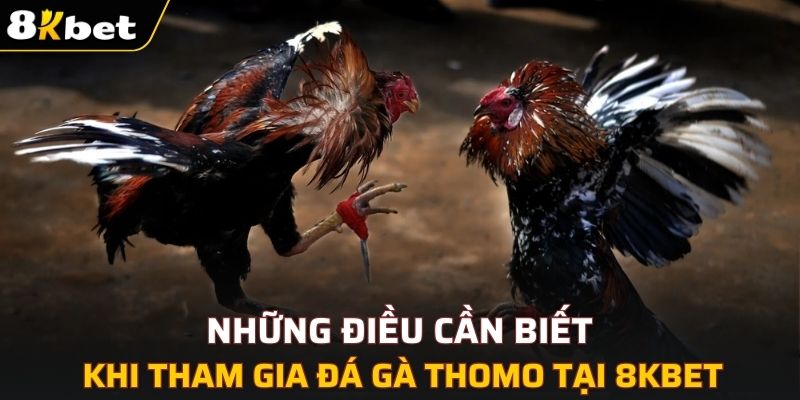 Những điều cần biết khi tham gia đá gà Thomo tại 8KBET