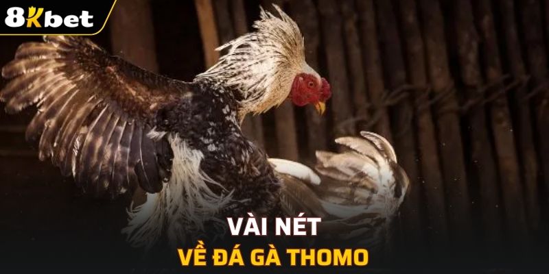 Vài nét về đá gà Thomo